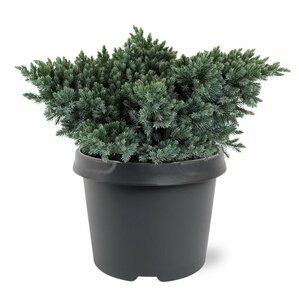 Juniperus squamata 'Blue Star' 25/30 C. - afbeelding 8