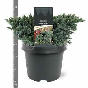 Juniperus squamata 'Blue Star' 25/30 C. - afbeelding 9