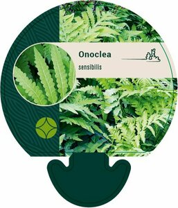 Onoclea sensibilis P9 - afbeelding 3