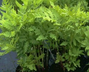 Onoclea sensibilis P9 - afbeelding 1