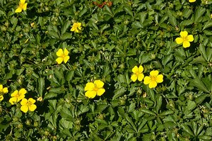 Potentilla neumanniana P9 - afbeelding 2