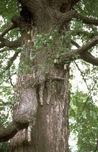 Ginkgo biloba 8-10 C.  - afbeelding 1