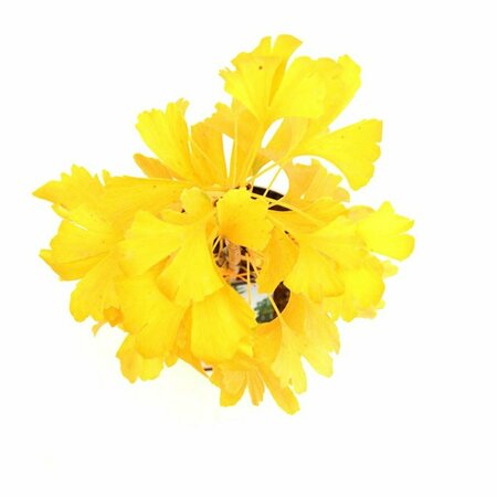 Ginkgo biloba 8-10 C.  - afbeelding 10