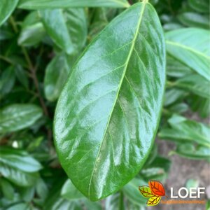 Prunus laurocerasus 'Novita' ST. 200 10-12 C. Lei - afbeelding 2