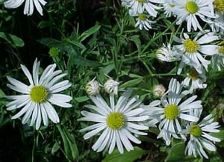 Boltonia asteroides 'Snowbank' P9