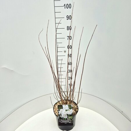 Philadelphus 'Virginal' 100/125 C. - afbeelding 3