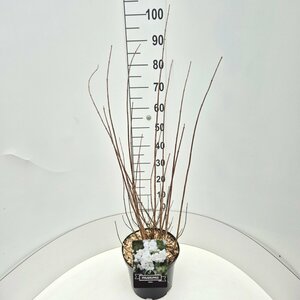 Philadelphus 'Virginal' 100/125 C. - afbeelding 3