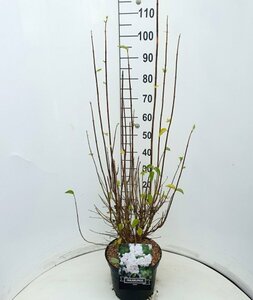 Philadelphus 'Virginal' 100/125 C. - afbeelding 1