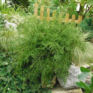 Dryopteris filix-mas C10 - afbeelding 4