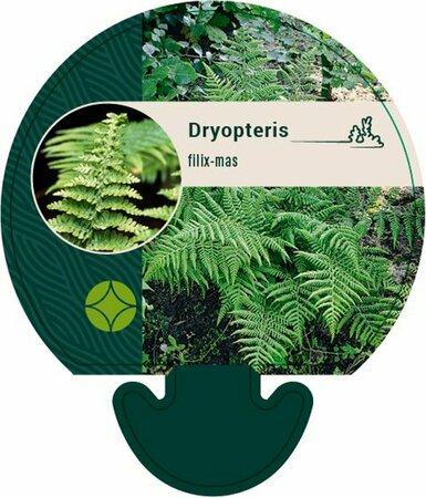 Dryopteris filix-mas C10 - afbeelding 9