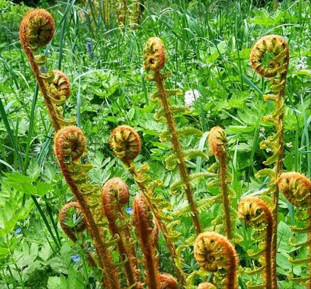 Dryopteris filix-mas C10 - afbeelding 6