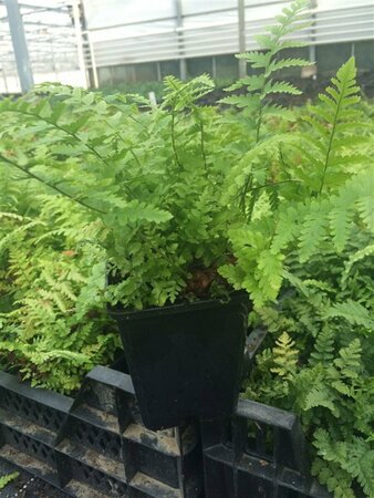 Dryopteris filix-mas C10 - afbeelding 8