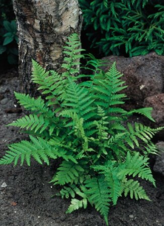 Dryopteris filix-mas C10 - afbeelding 2