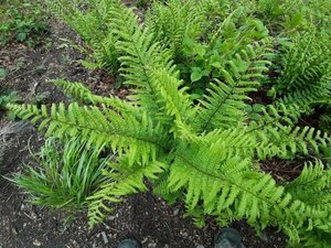 Dryopteris filix-mas C10 - afbeelding 5