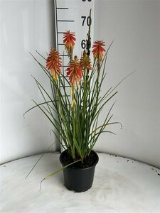 Kniphofia 'Papaya Popsicle' P9 - afbeelding 6