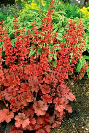 Heuchera 'Cherry Cola' C2 - afbeelding 1