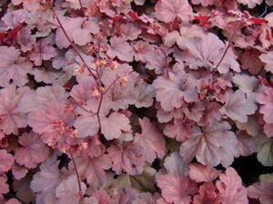 Heuchera 'Cherry Cola' C2 - afbeelding 2