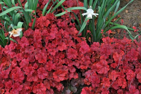 Heuchera 'Cherry Cola' C2 - afbeelding 3