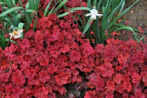 Heuchera 'Cherry Cola' C2 - afbeelding 3