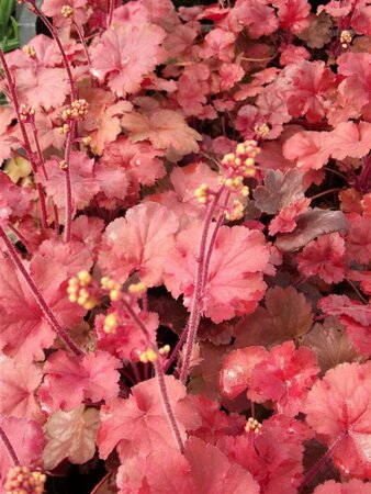 Heuchera 'Cherry Cola' C2 - afbeelding 4