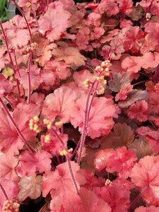 Heuchera 'Cherry Cola' C2 - afbeelding 4