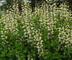 Baptisia 'Vanilla Cream' P9