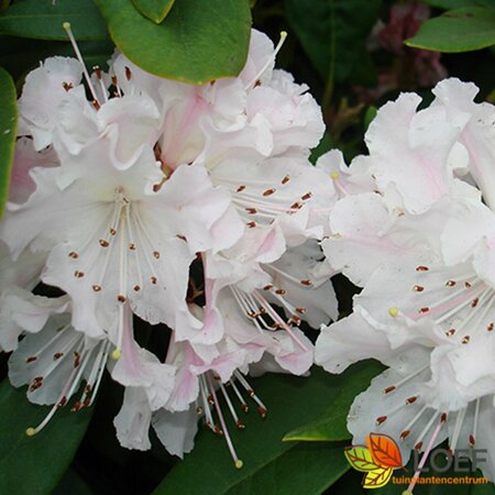 Rhododendron 'Cunningham's White' 60/80 C. - afbeelding 1