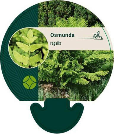 Osmunda regalis P9 - afbeelding 4