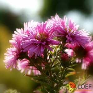 Aster n.-a. 'Harrington's Pink' P9 - afbeelding 1