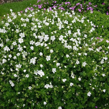 Geranium sanguineum 'Album' P11 - afbeelding 3