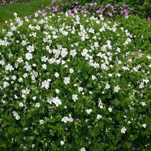 Geranium sanguineum 'Album' P11 - afbeelding 3