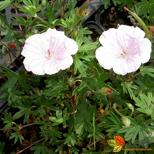 Geranium sanguineum 'Album' P11 - afbeelding 12