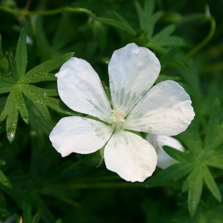 Geranium sanguineum 'Album' P11 - afbeelding 2