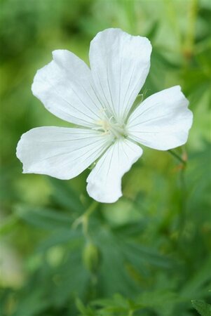 Geranium sanguineum 'Album' P11 - afbeelding 6