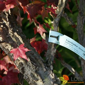 Liquidambar styraciflua 14-16 C. HO. - afbeelding 2