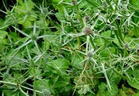 Eryngium variifolium P9