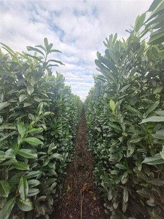 Prunus laur. Genolia 80/100 C. - afbeelding 6