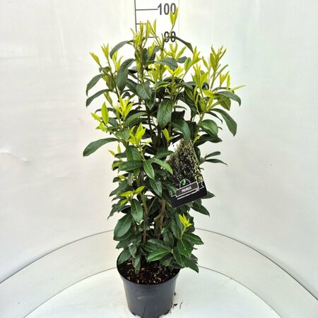 Prunus laur. Genolia 80/100 C. - afbeelding 1