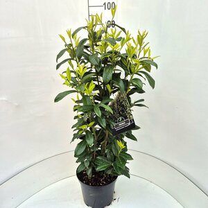 Prunus laur. Genolia 80/100 C. - afbeelding 1