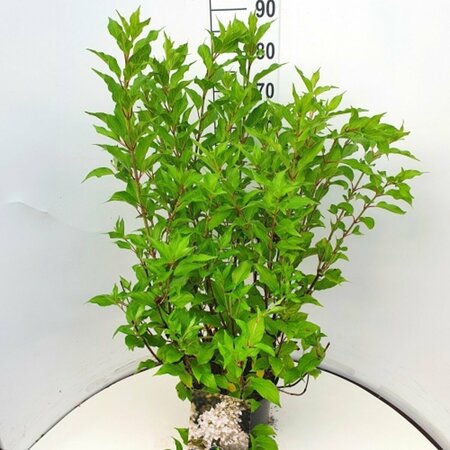 Hydrangea paniculata 'Kyushu' 60/80 C. - afbeelding 2