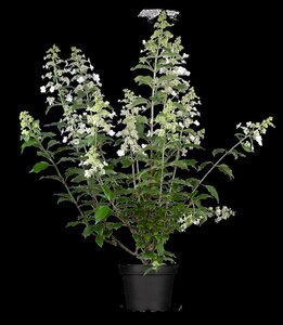 Hydrangea paniculata 'Kyushu' 60/80 C. - afbeelding 1