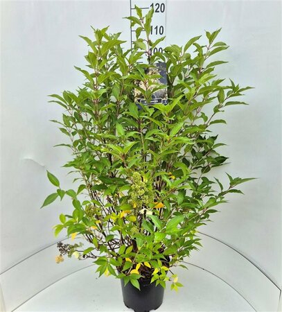 Hydrangea paniculata 'Kyushu' 60/80 C. - afbeelding 4