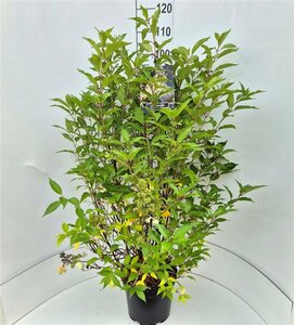 Hydrangea paniculata 'Kyushu' 60/80 C. - afbeelding 4