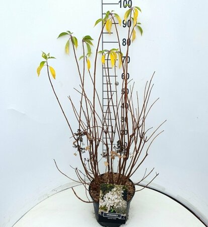 Hydrangea paniculata 'Kyushu' 60/80 C. - afbeelding 3