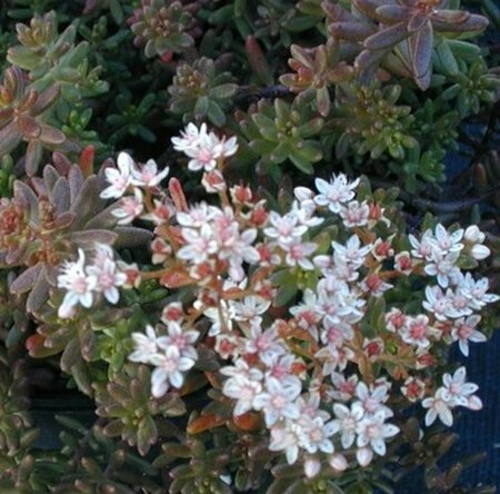 Sedum album 'Murale' P9 - afbeelding 2