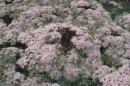 Sedum album 'Murale' P9 - afbeelding 1