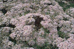 Sedum album 'Murale' P9 - afbeelding 1