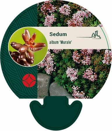 Sedum album 'Murale' P9 - afbeelding 4