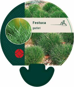 Festuca gautieri C2 - afbeelding 5