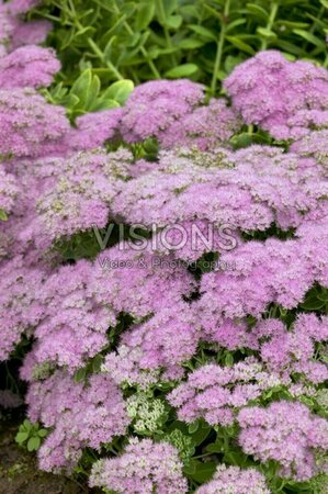 Sedum 'Vera Jameson' P9 - afbeelding 1